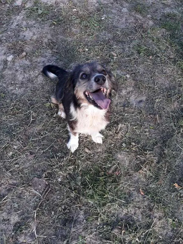 Cachorro ra a SRD idade 2 anos nome TAMPINHA