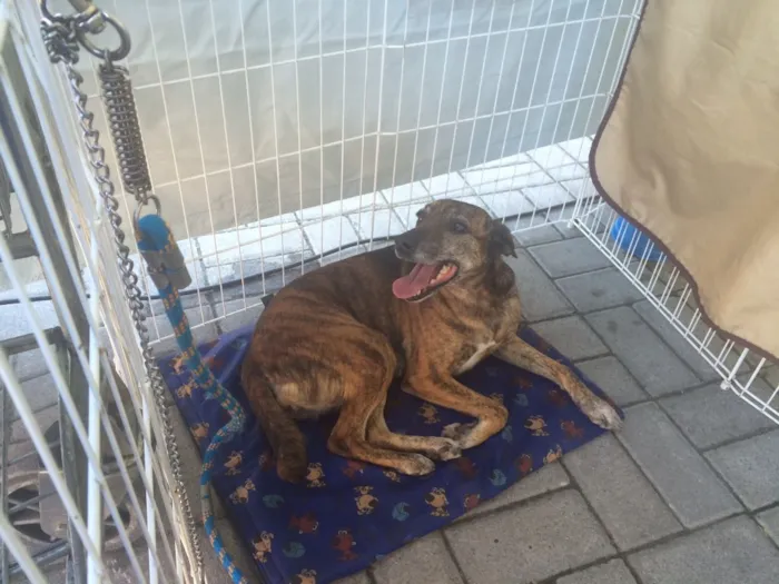 Cachorro ra a Srd idade 3 anos nome Arya