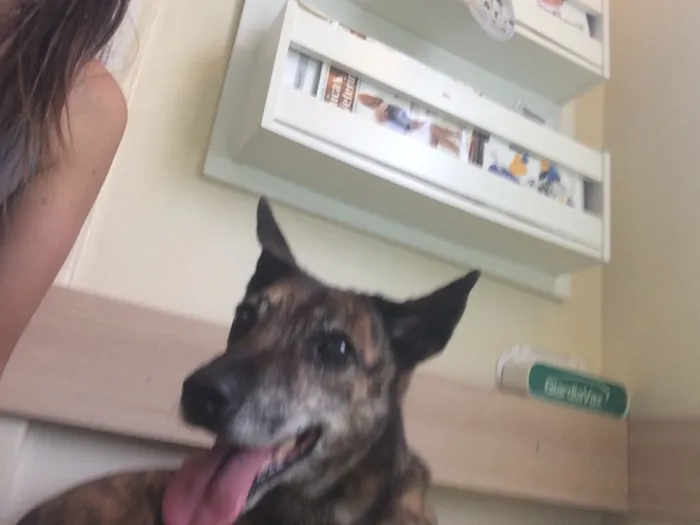 Cachorro ra a Srd idade 3 anos nome Arya