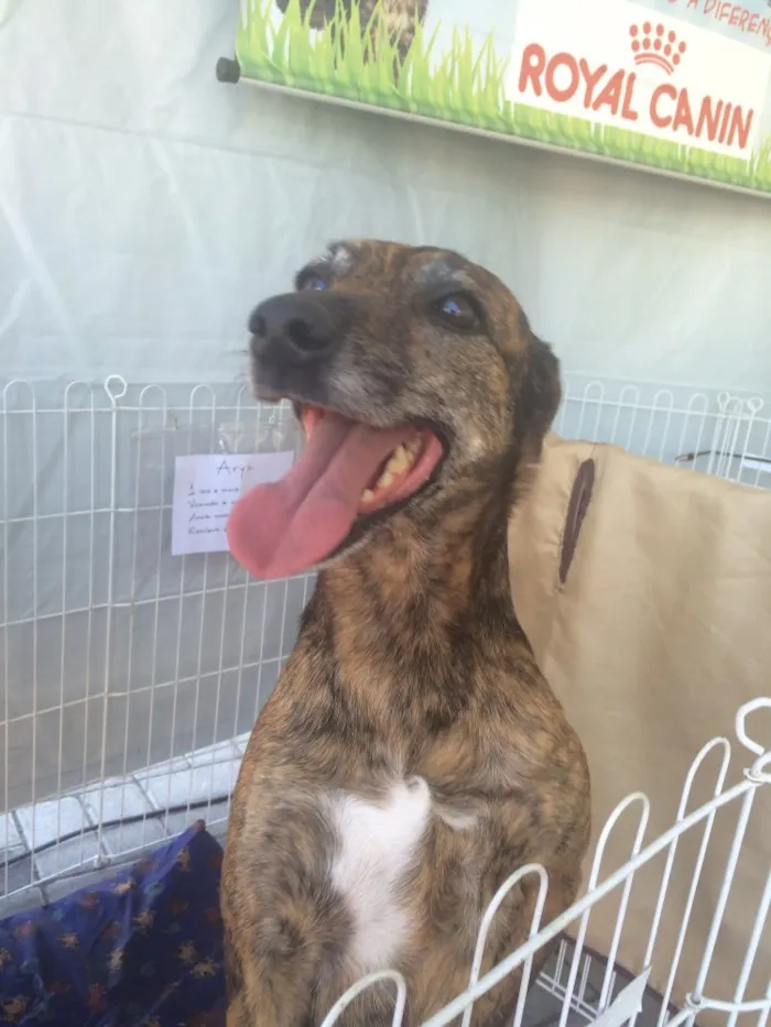 Cachorro ra a Srd idade 3 anos nome Arya
