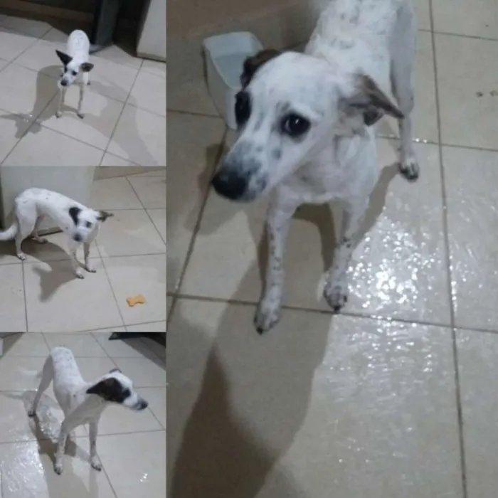 Cachorro raça VIRA LATA idade 7 a 11 meses nome SKYE