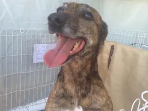 Cachorro raça Srd idade 3 anos nome Arya