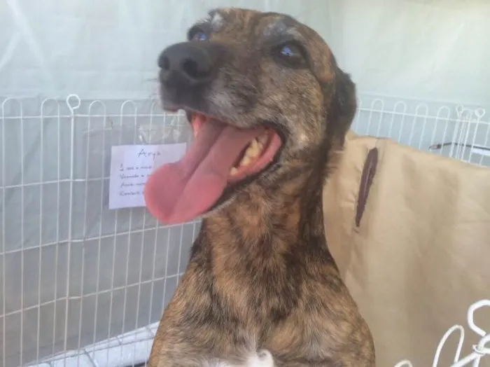 Cachorro ra a Srd idade 3 anos nome Arya