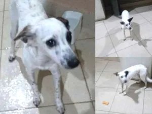Cachorro raça VIRA LATA idade 7 a 11 meses nome SKYE