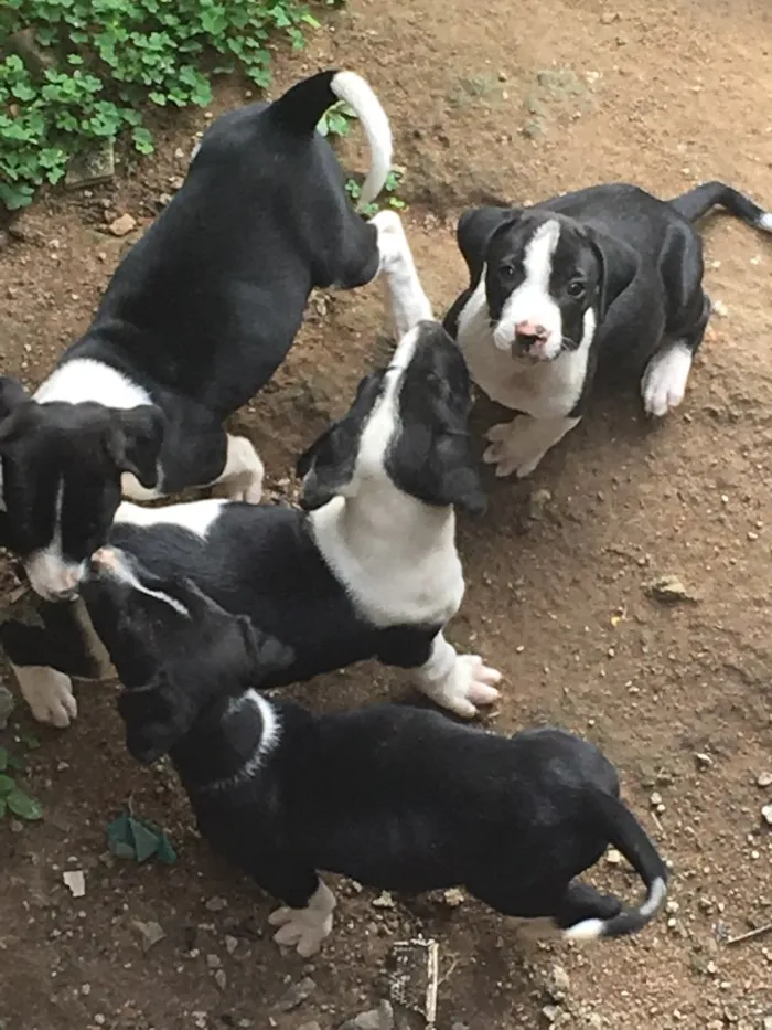Cachorro ra a Labrador com outra raça  idade 2 a 6 meses nome Não tem nome ainda