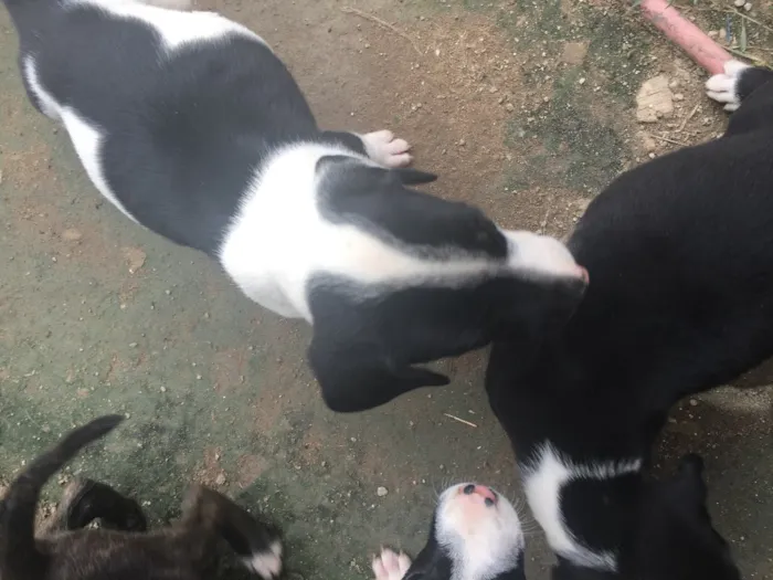 Cachorro ra a Labrador com outra raça  idade 2 a 6 meses nome Não tem nome ainda