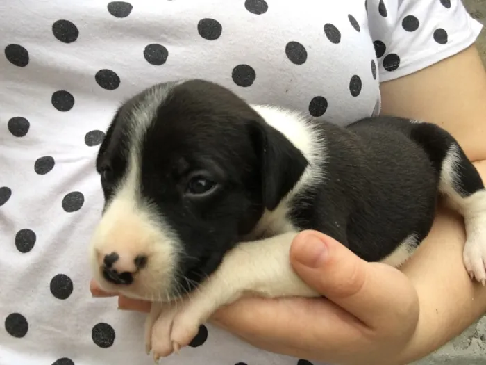 Cachorro ra a Labrador com outra raça  idade 2 a 6 meses nome Não tem nome ainda