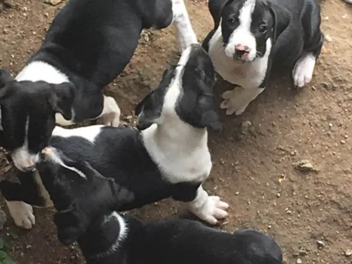 Cachorro ra a Labrador com outra raça  idade 2 a 6 meses nome Não tem nome ainda
