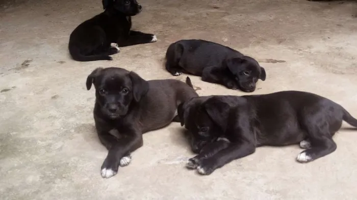 Cachorro raça Viralata idade Abaixo de 2 meses nome Nao tem  nome 