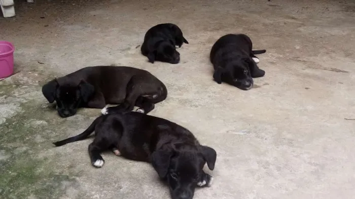 Cachorro raça Viralata idade Abaixo de 2 meses nome Nao tem  nome 