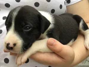 Cachorro raça Labrador com outra raça  idade 2 a 6 meses nome Não tem nome ainda