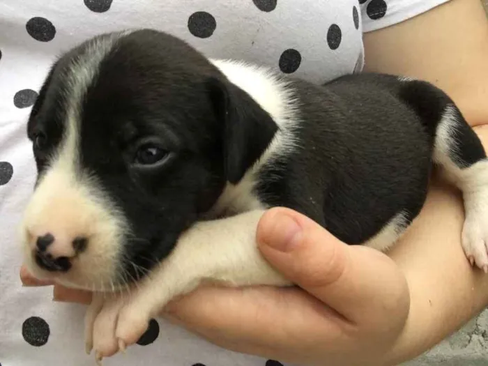 Cachorro ra a Labrador com outra raça  idade 2 a 6 meses nome Não tem nome ainda