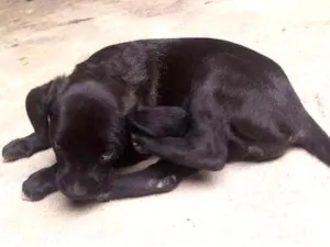 Cachorro raça Viralata idade Abaixo de 2 meses nome Nao tem  nome 