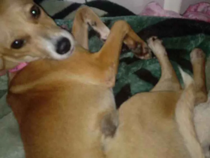 Cachorro ra a Vira lata idade 1 ano nome Boneca