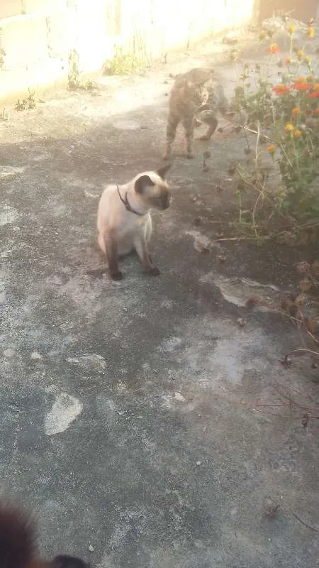 Gato ra a normal idade 2 a 6 meses nome varios