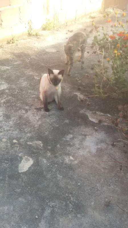 Gato ra a normal idade 2 a 6 meses nome varios