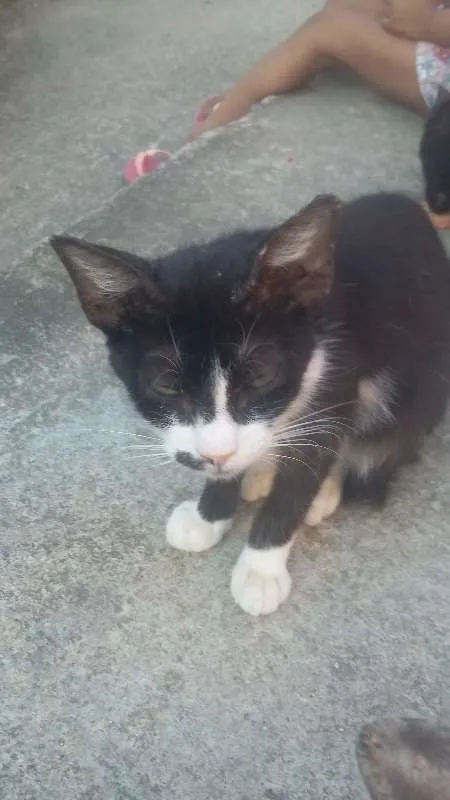 Gato ra a normal idade 2 a 6 meses nome varios