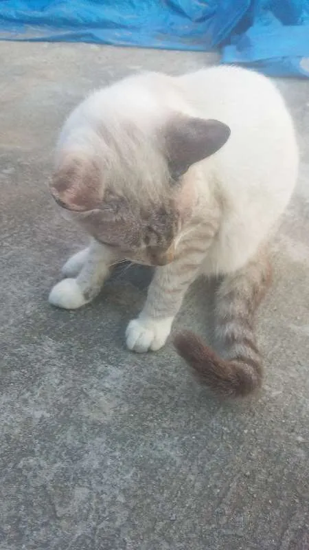 Gato ra a normal idade 2 a 6 meses nome varios