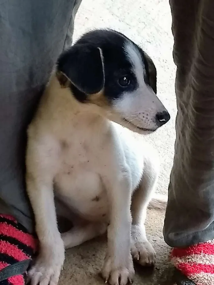 Cachorro ra a Vira lata idade 2 a 6 meses nome Doguinha