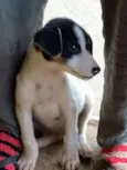 Doguinha