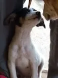 Doguinha