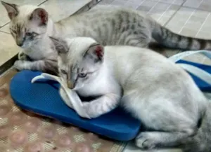 Gato raça Siamês idade 2 a 6 meses nome Flora