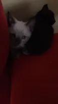 ADOTE