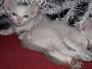 Gato raça Siamês idade 2 a 6 meses nome ADOTE