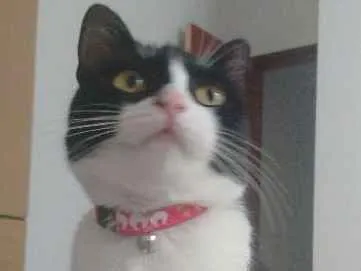 Gato raça SRD idade 7 a 11 meses nome Amora