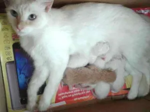 Gato raça  idade Abaixo de 2 meses nome Vários