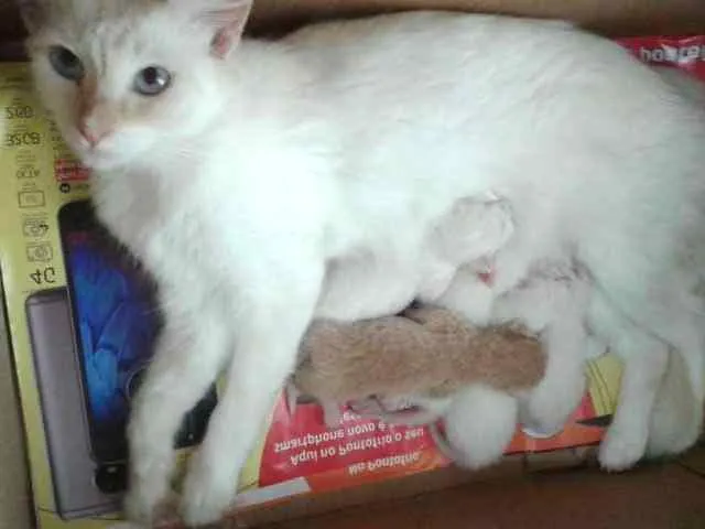 Gato ra a  idade Abaixo de 2 meses nome Vários