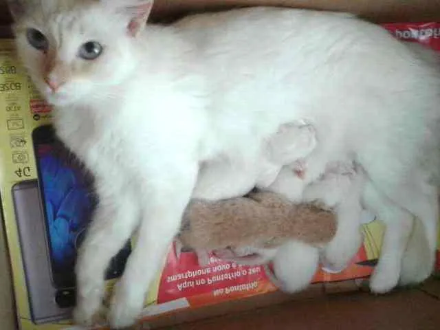 Gato ra a  idade Abaixo de 2 meses nome Vários