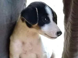 Cachorro raça Vira lata idade 2 a 6 meses nome Doguinha