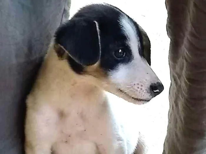 Cachorro ra a Vira lata idade 2 a 6 meses nome Doguinha