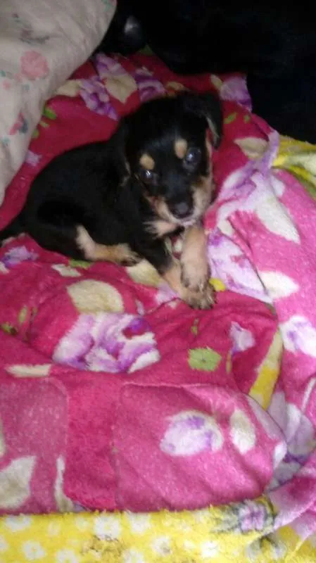Cachorro ra a MISTURA idade 2 a 6 meses nome N TEM 