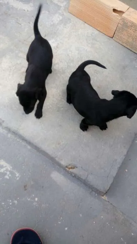 Cachorro ra a MISTURA idade 2 a 6 meses nome N TEM 