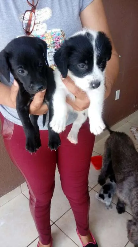 Cachorro ra a MISTURA idade 2 a 6 meses nome N TEM 