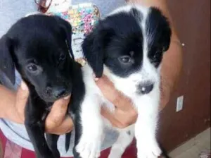 Cachorro raça MISTURA idade 2 a 6 meses nome N TEM 