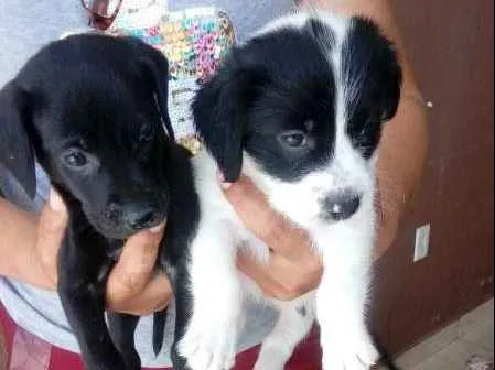 Cachorro ra a MISTURA idade 2 a 6 meses nome N TEM 