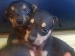 Cachorro raça vira-latas idade Abaixo de 2 meses nome sem nome