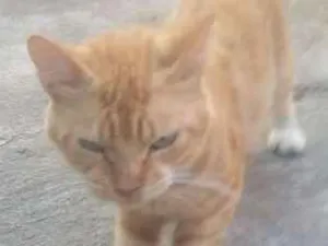 Gato raça normal idade 2 a 6 meses nome varios