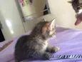 Felinos