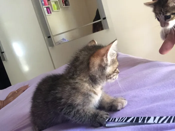 Gato ra a  idade Abaixo de 2 meses nome Felinos