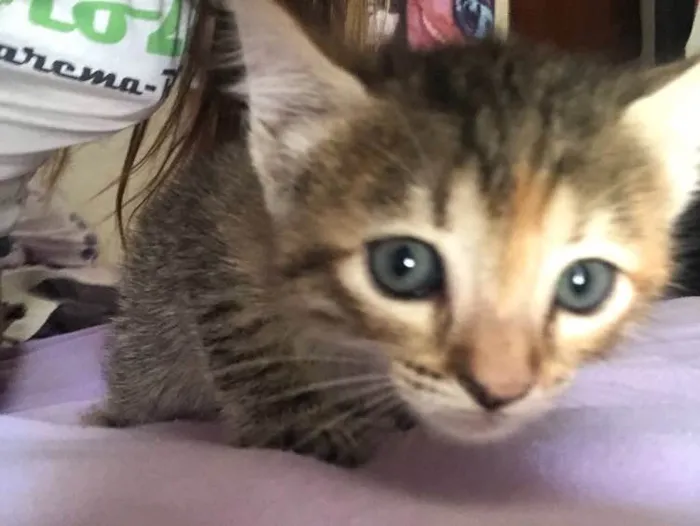 Gato ra a  idade Abaixo de 2 meses nome Felinos