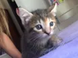 Felinos