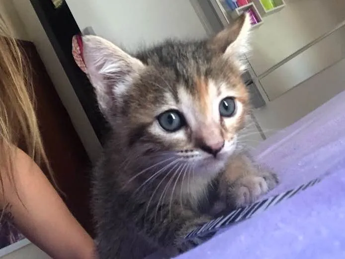 Gato ra a  idade Abaixo de 2 meses nome Felinos