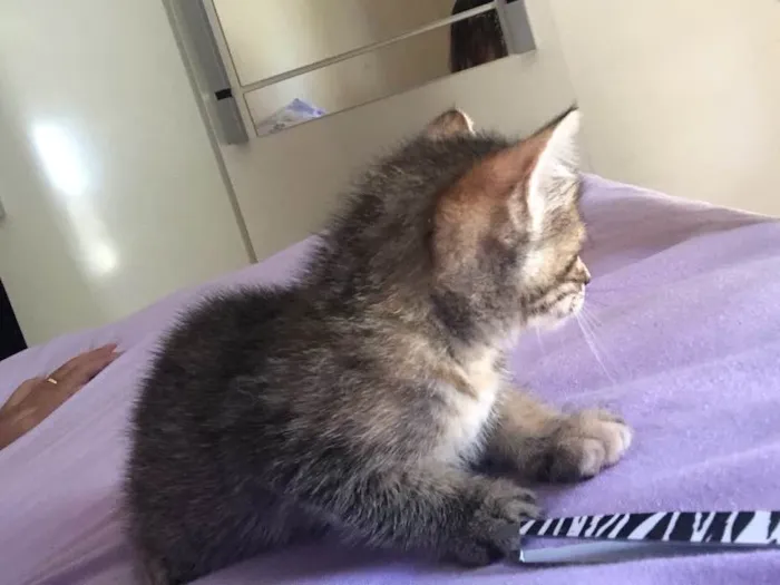 Gato ra a  idade Abaixo de 2 meses nome Felinos