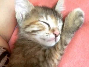 Gato raça  idade Abaixo de 2 meses nome Felinos