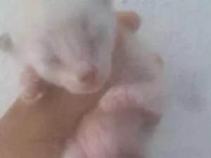 Gato raça Ciâneas idade Abaixo de 2 meses nome não tem nome ainda