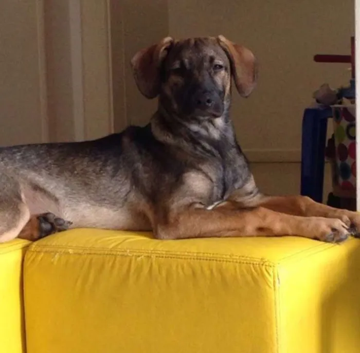 Cachorro raça SRD idade 7 a 11 meses nome Nino